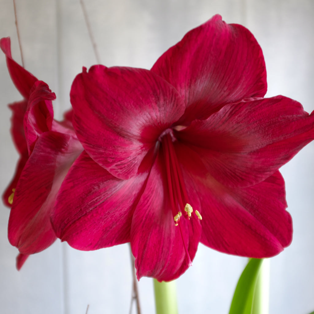 black pearl lily flower Amaryllis "Black Pearl" Bulb l Michler's Florist l Lexington KY