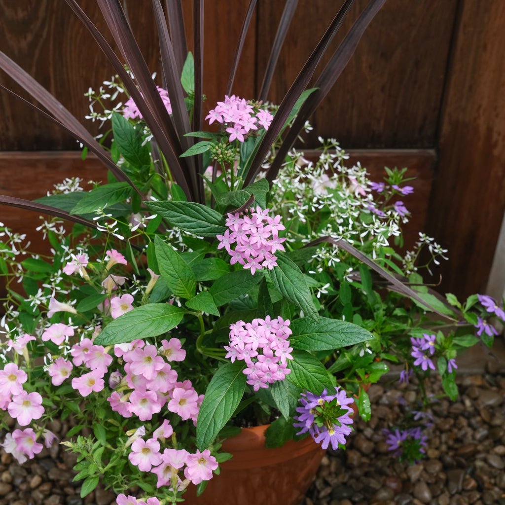 Annual Garden Planter | Lexington, KY | Michler's Florist