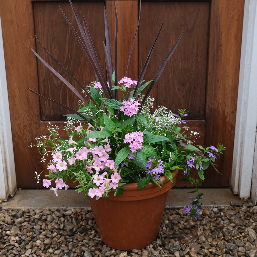 Annual Garden Planter | Lexington, KY | Michler's Florist