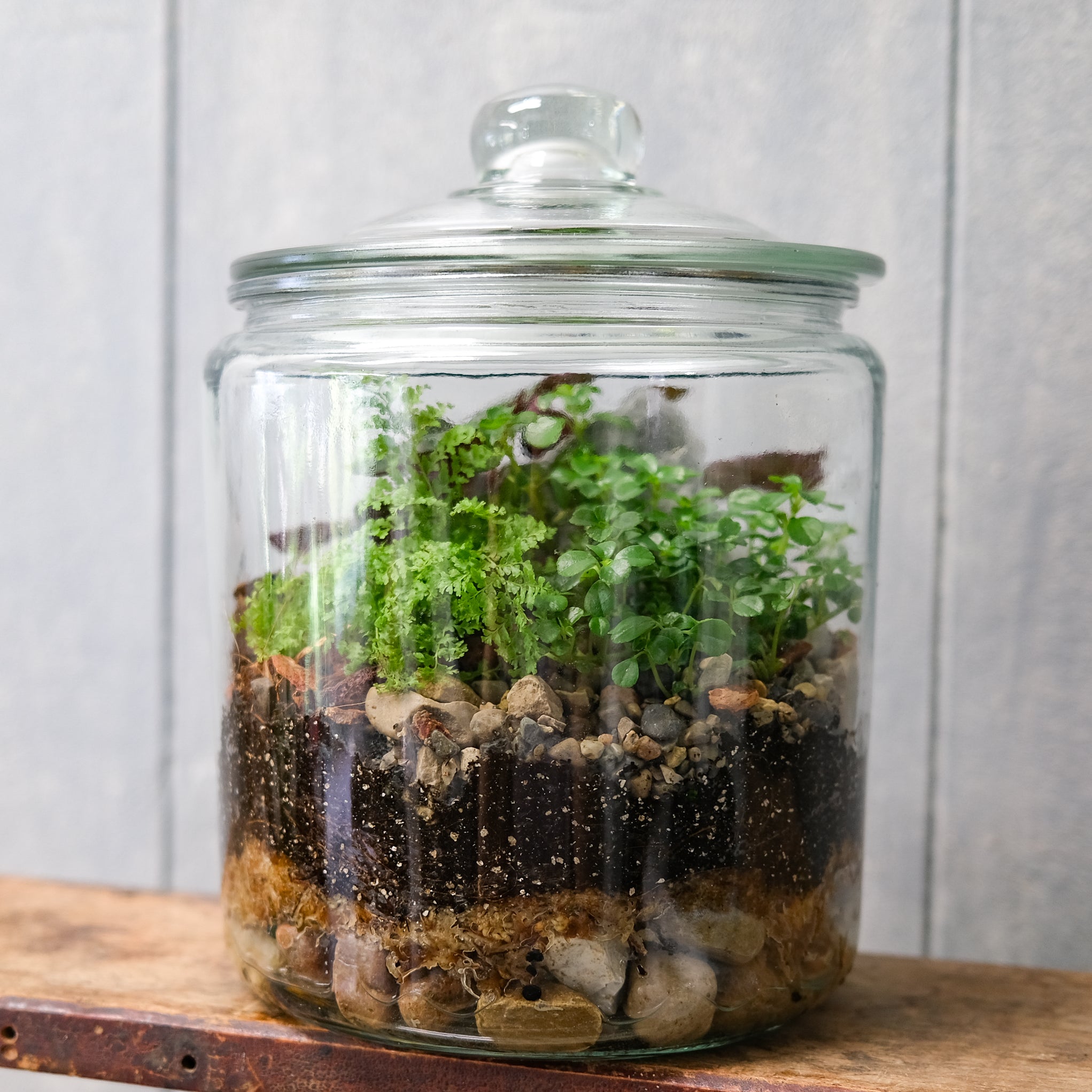 Private Terrarium Workshop | Michler's Florist | Lexington, KY