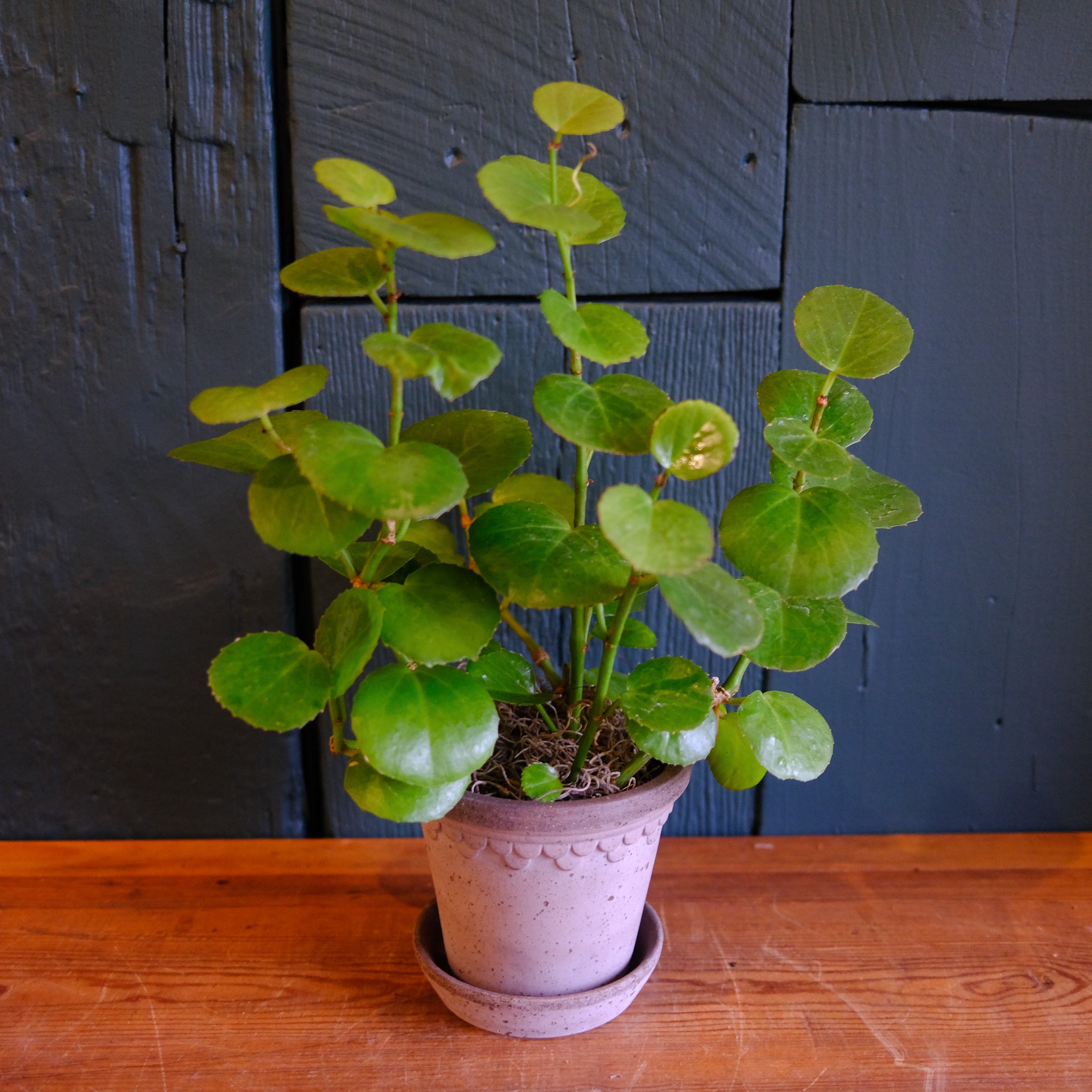 wax ivy succulent Arabian Wax Ivy