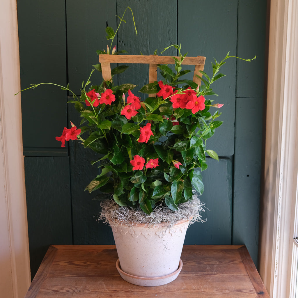 Blooming Mandevilla delivered in Lexington, KY | Michler's Florist