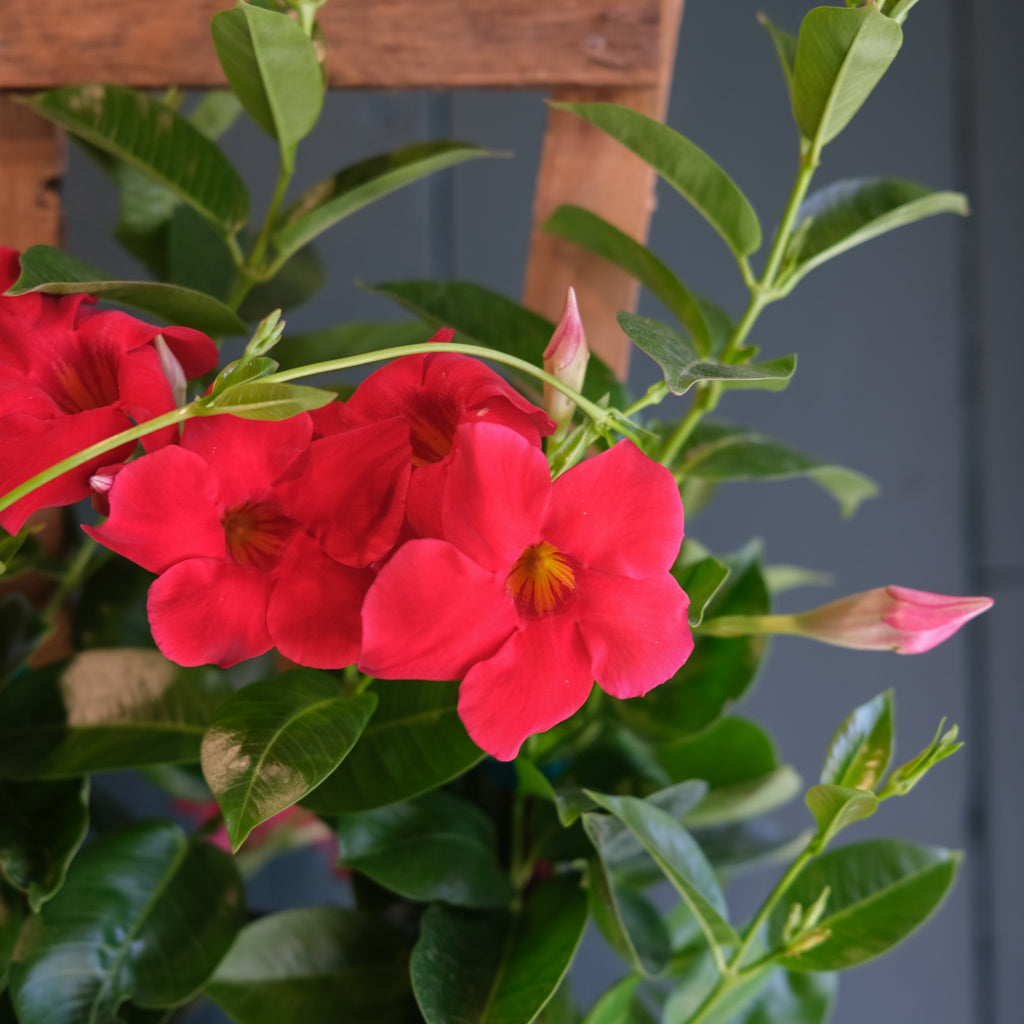 Blooming Mandevilla delivered in Lexington, KY | Michler's Florist