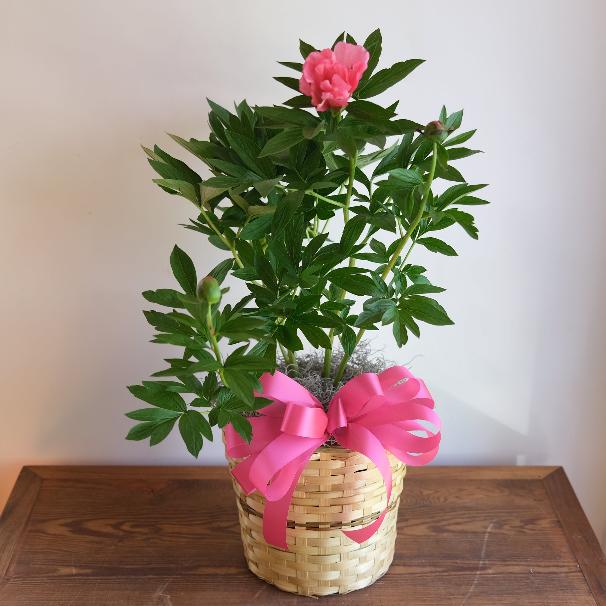planting potted peonies Blooming Peony Plant