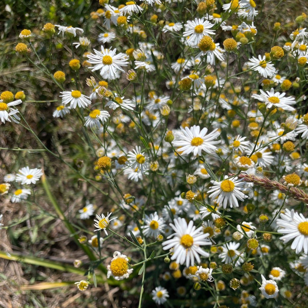 False Aster Boltonia asteroides 'Snowbank' (False Aster) | Perennial in Lexington ...