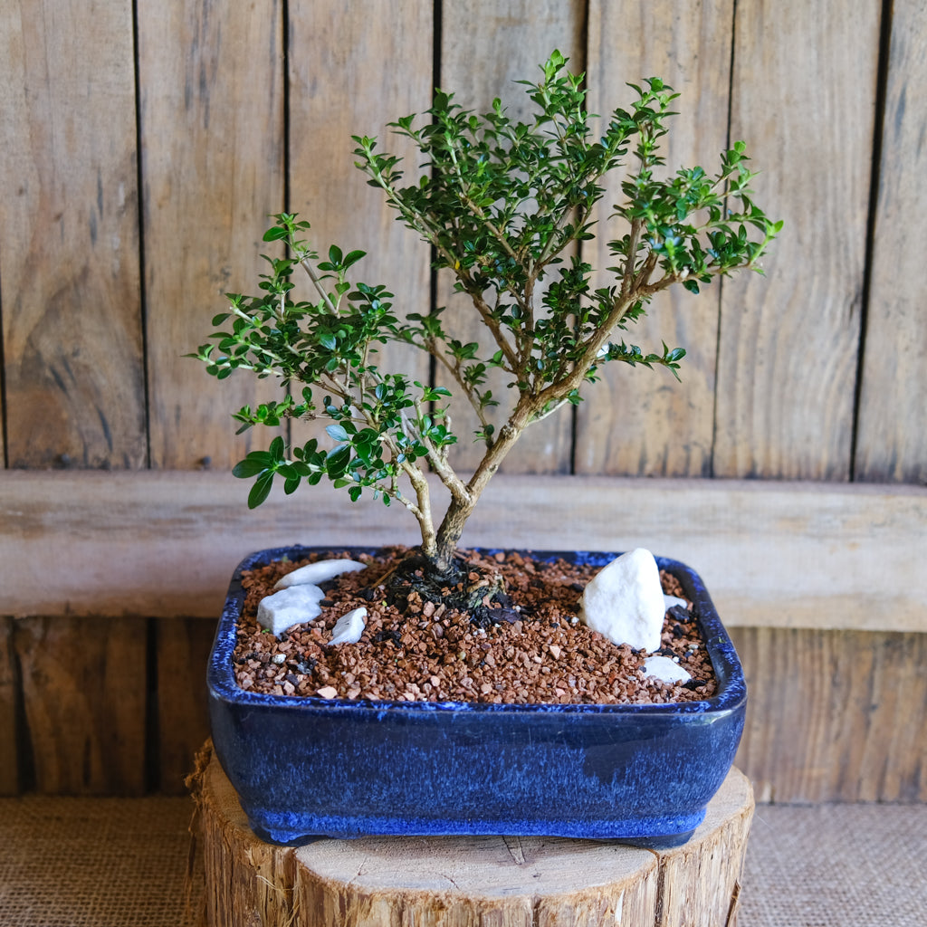 Bonsai Trees | Lexington, KY | Michler's Florist & Greenhouses