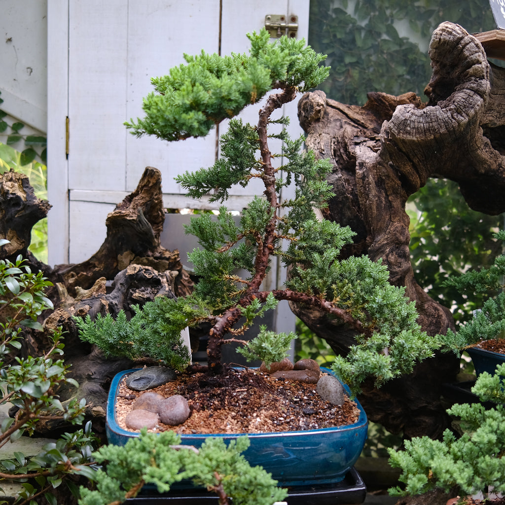 BONSAI出品 Bonsai Trees | Lexington, KY | Michler's Florist & Greenhouses