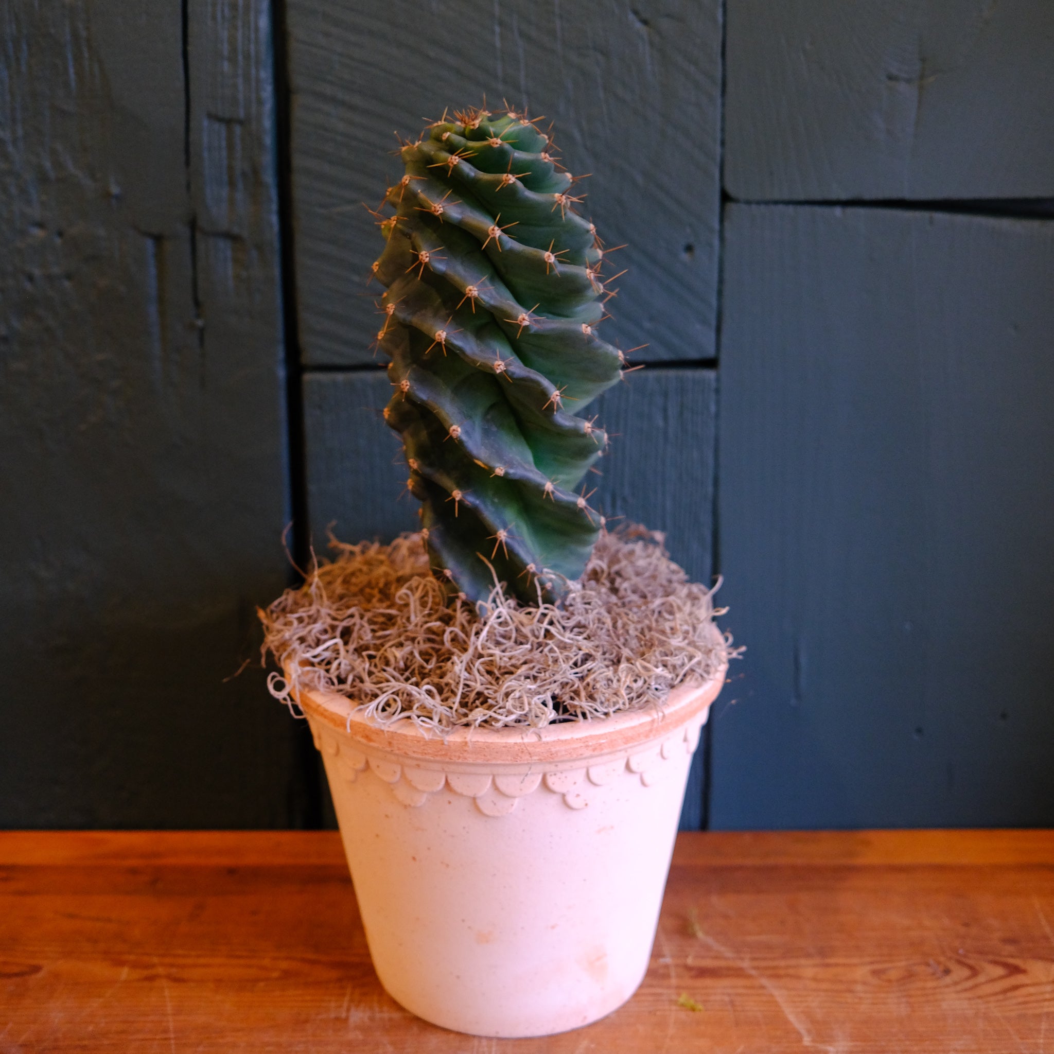 succulent & cactus Spiral Cactus | Lexington, KY