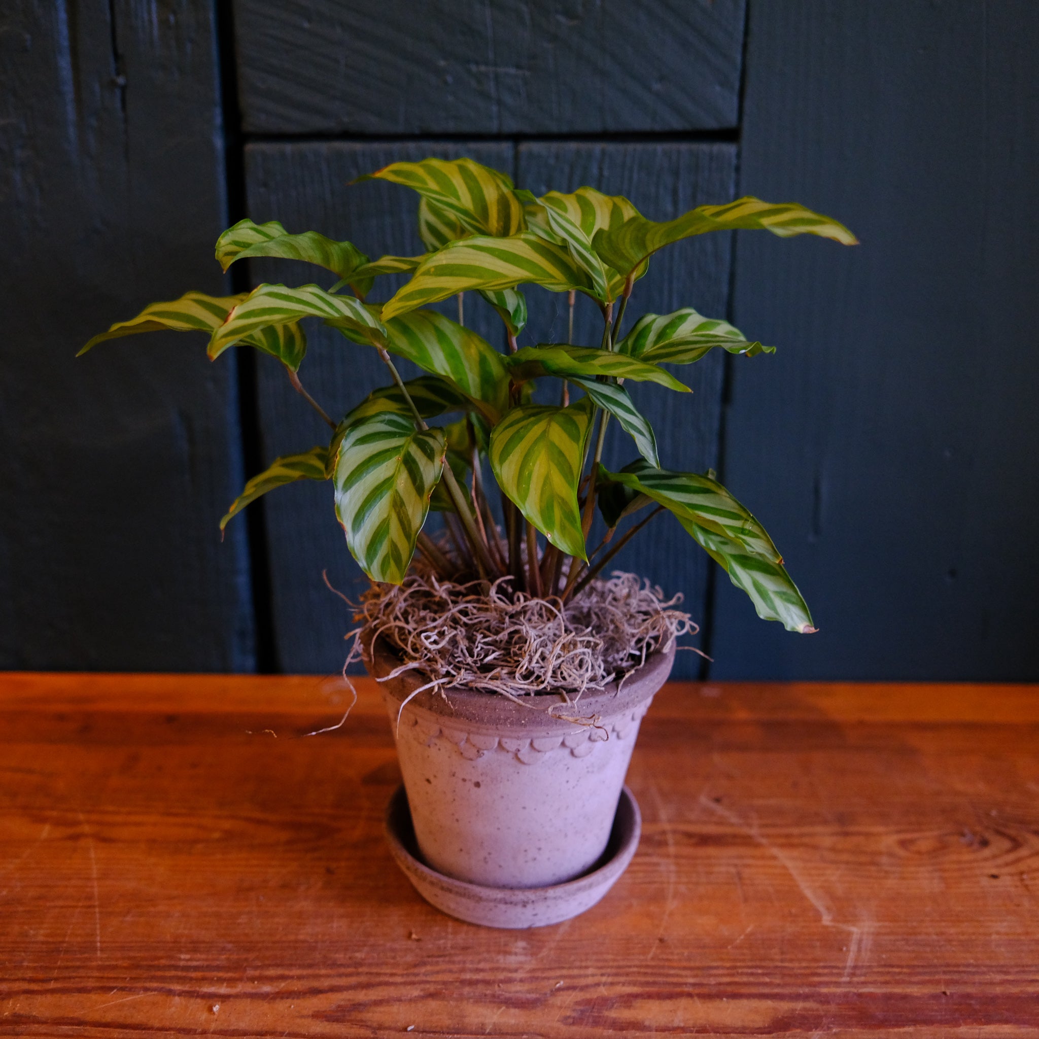 Calathea 'Zebra' | Lexington, KY | Michler's Florist – Michler's