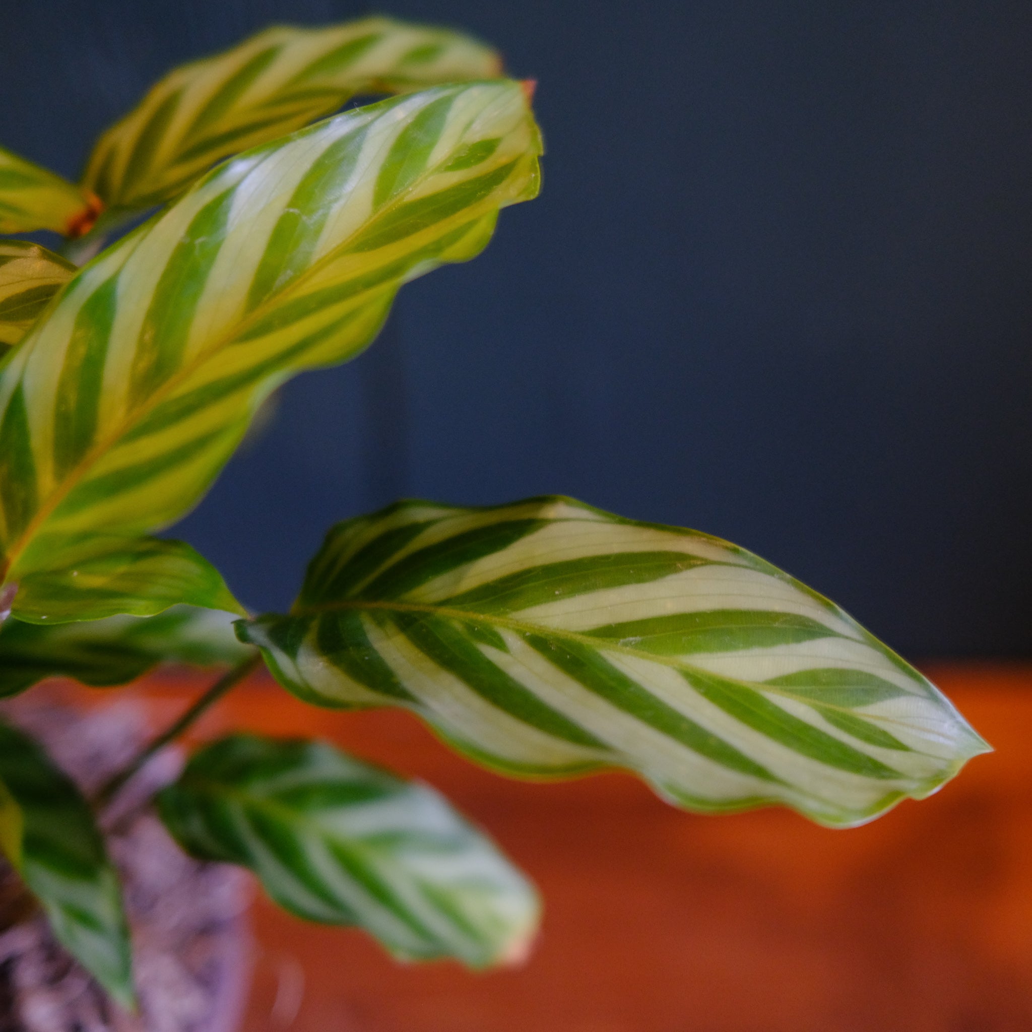 Calathea 'Zebra' | Lexington, KY | Michler's Florist – Michler's