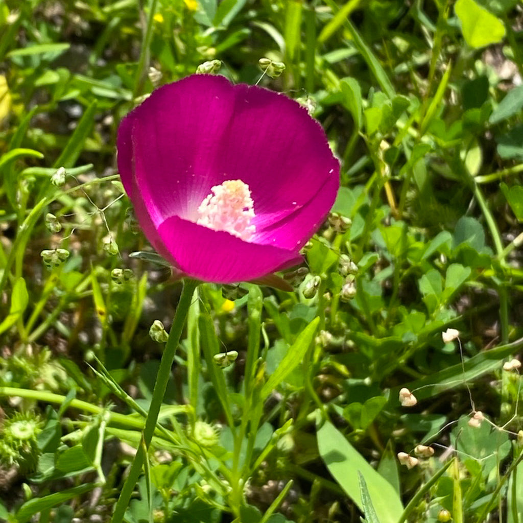 Callirhoe involucrata (Winecup) | Perennial in Lexington, KY