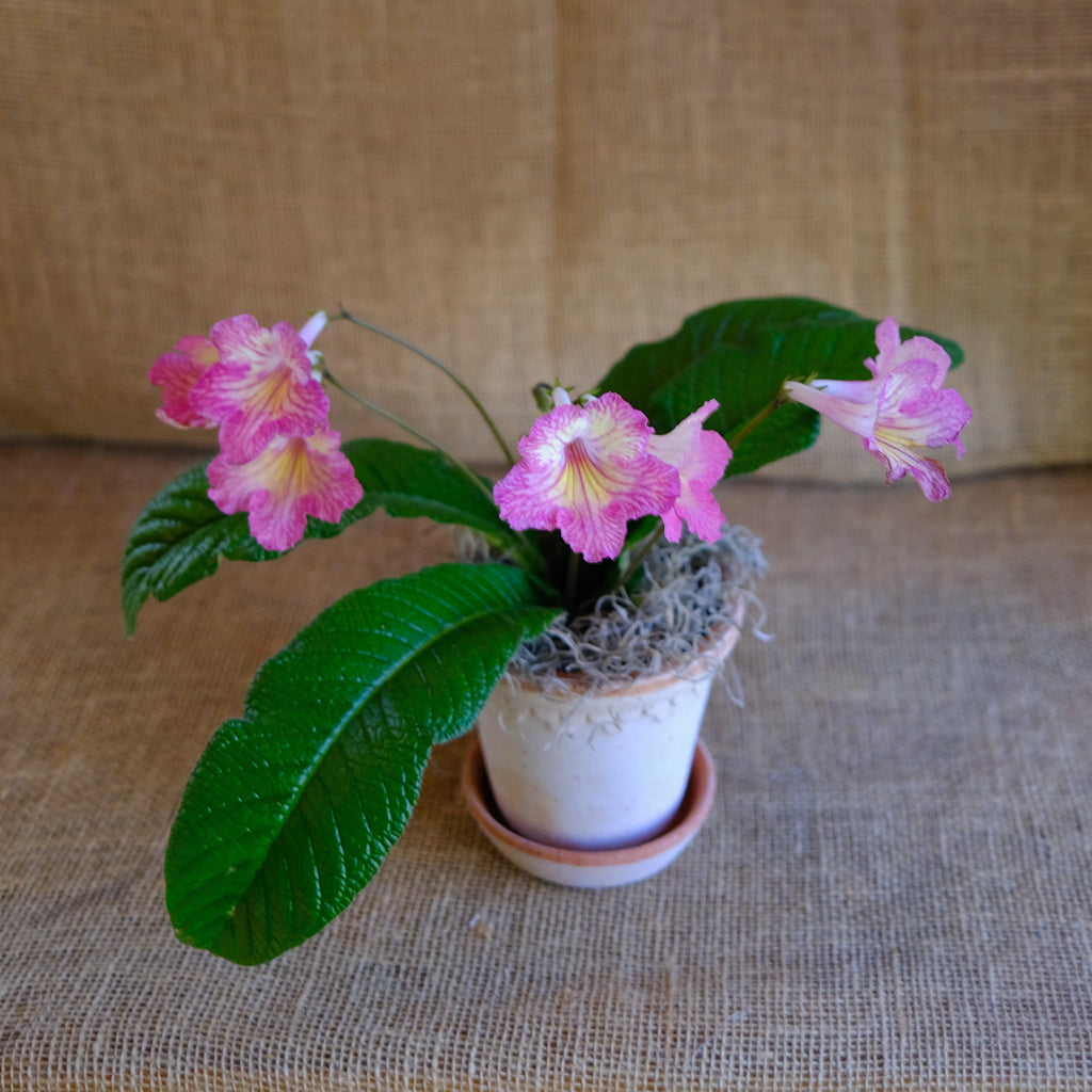 Michler's Florist Streptocarpus Cape Primrose - Thumbnail 2