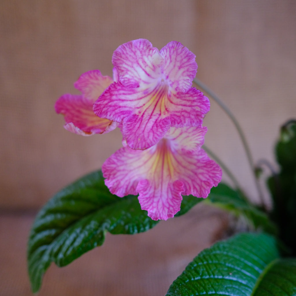 Michler's Florist Streptocarpus Cape Primrose