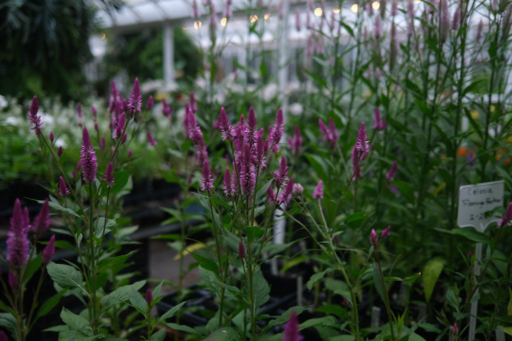 celosia asian garden seeds Celosia argentea 'Asian Garden' | Annuals in Lexington, KY