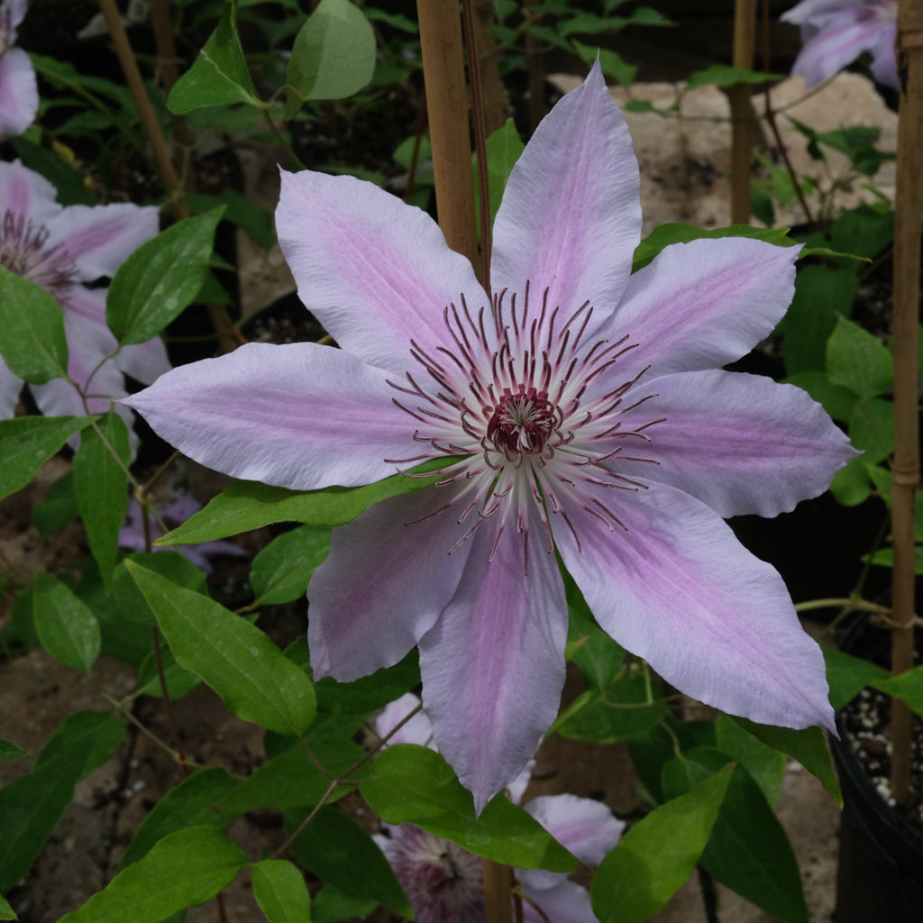 Clematis 'Nelly Moser' | Lexington, KY | Michler's – Michler's