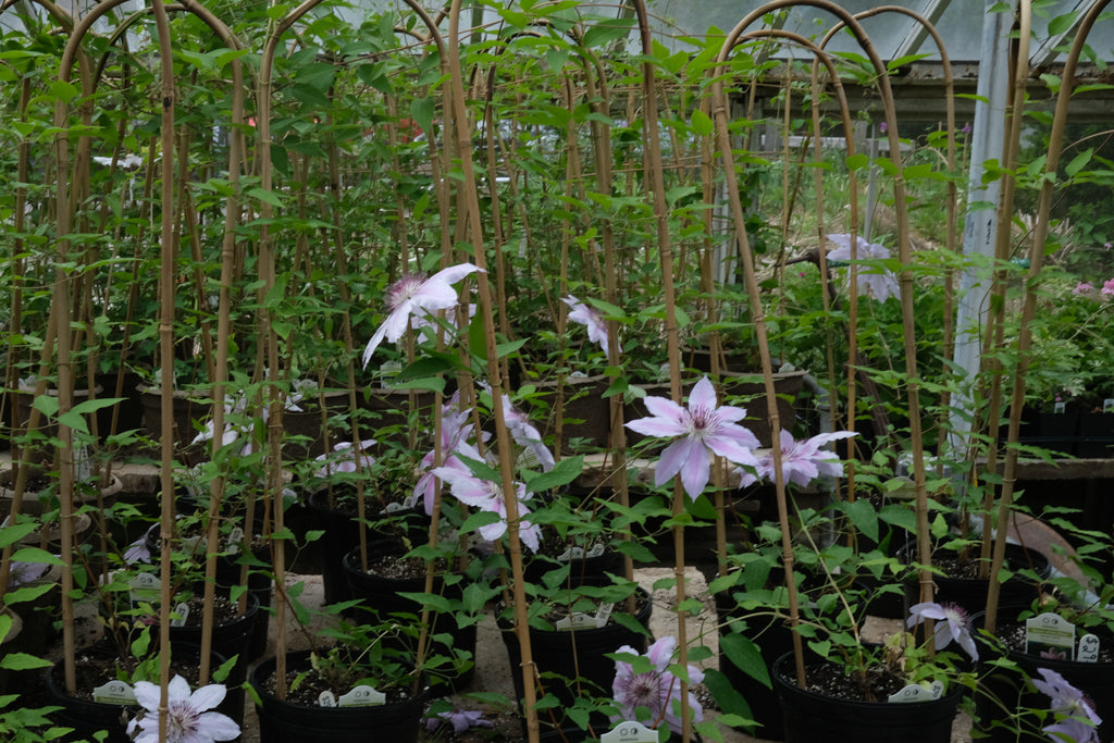 Clematis 'Nelly Moser' | Lexington, KY | Michler's – Michler's