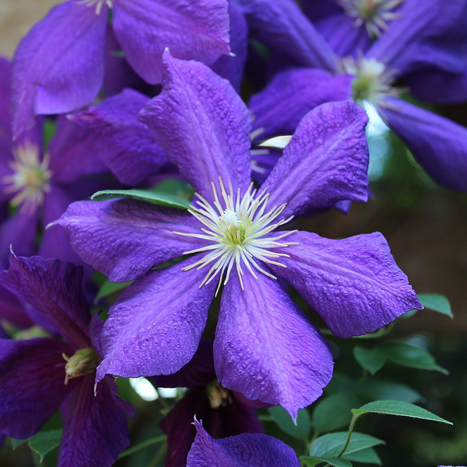 Clematis 'The President' (Clematis) | Perennial in Lexington, KY