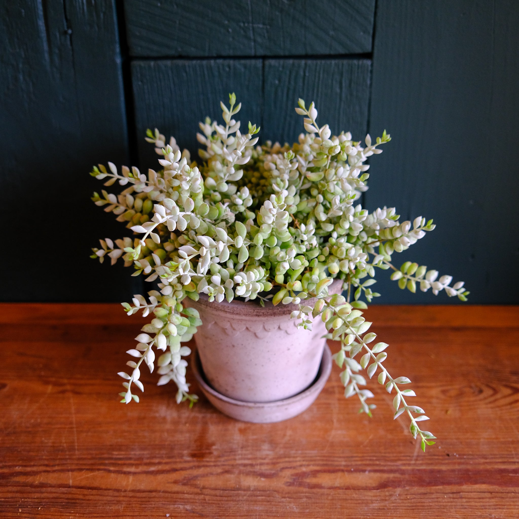 cliff cotyledon succulent Succulent - Cliff Cotyledon