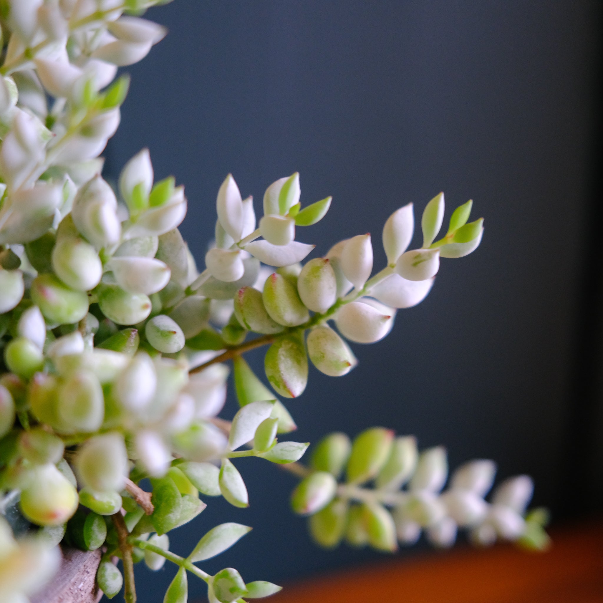 cliff cotyledon succulent Cliff Cotyledon l Paddle Plant l Lexington, KY