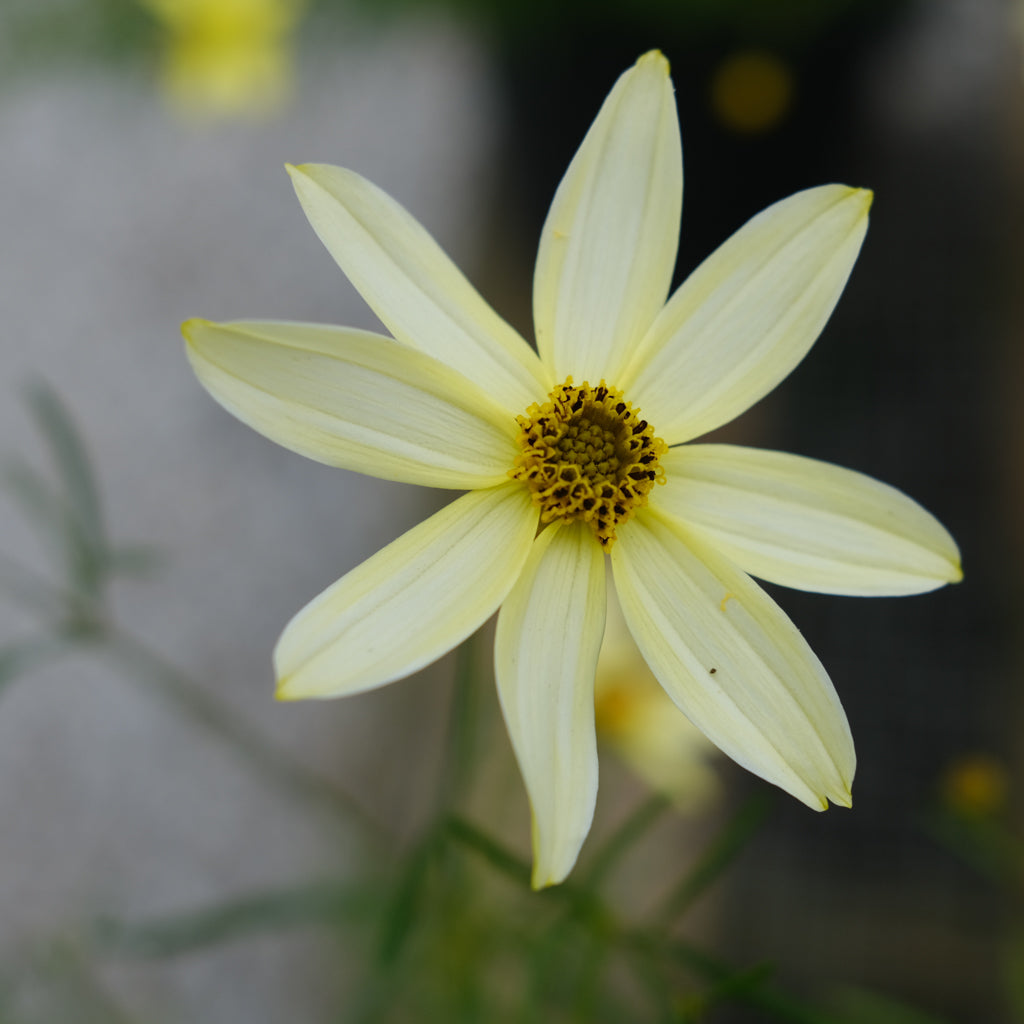Coreopsis 'Moonbeam' | Lexington, KY | Michler's – Michler's