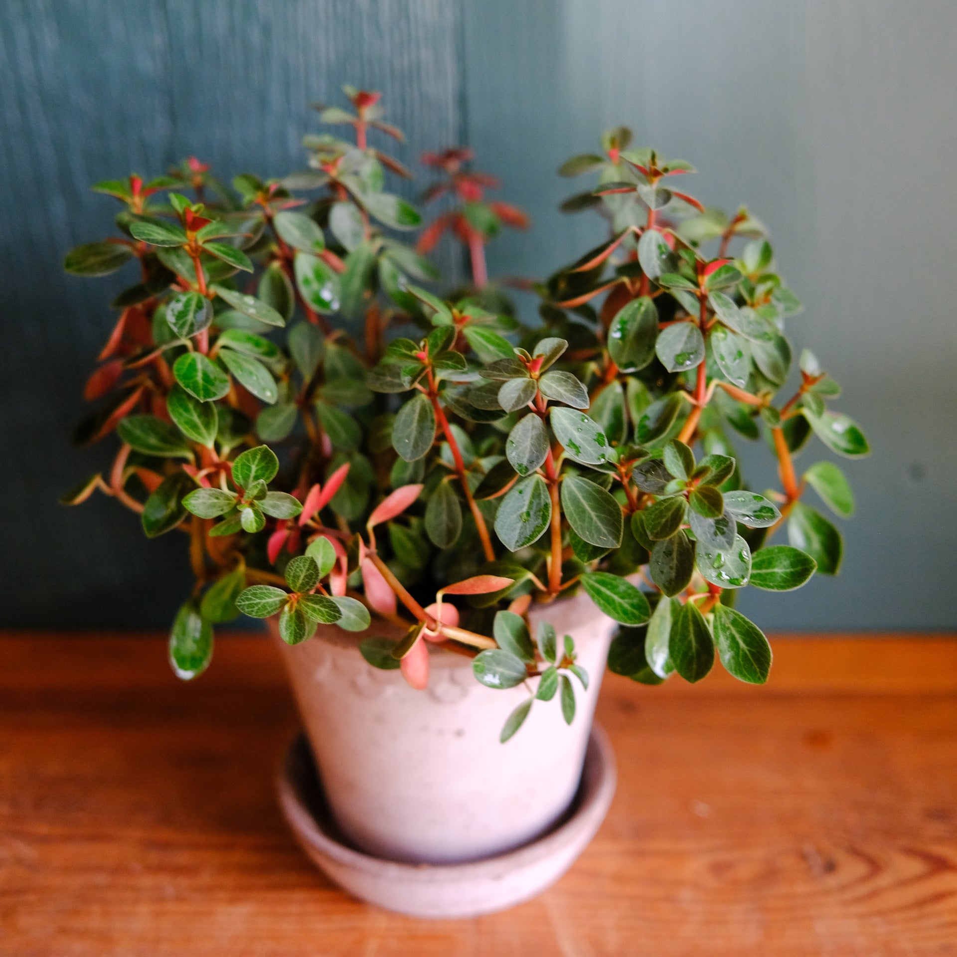 red peperomia succulent Peperomia 'Red Log' | Lexington, KY