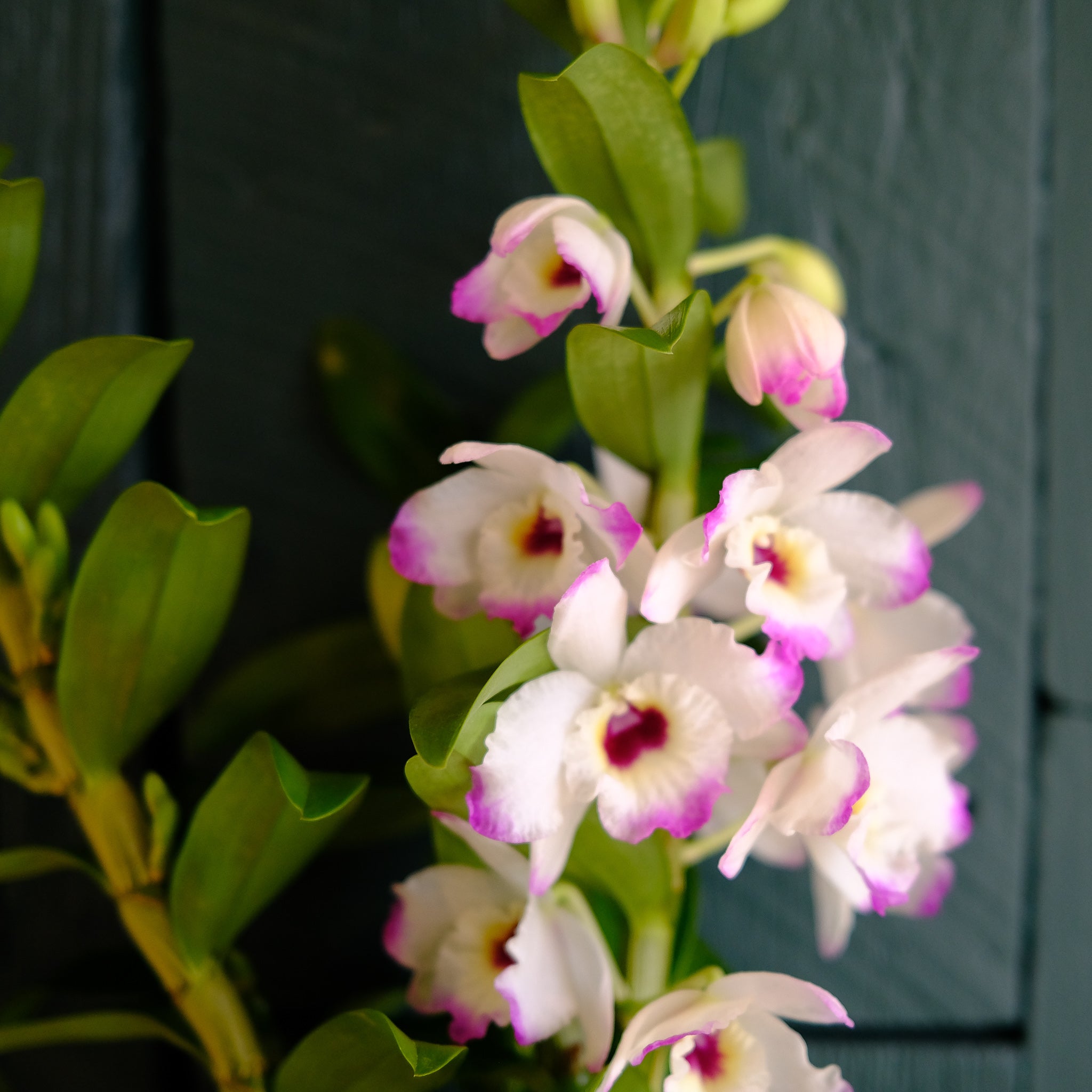 Dendrobium Orchid | Lexington, KY | Michler's Florist – Michler's