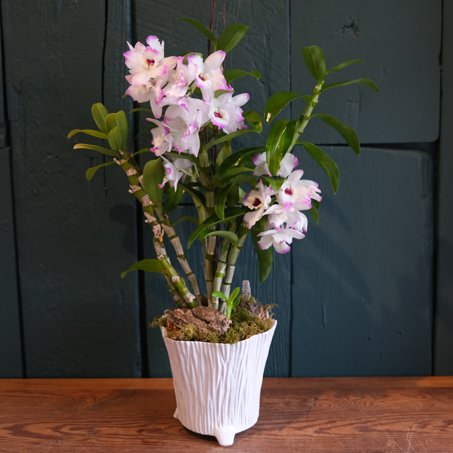 Dendrobium Orchid | Lexington, KY | Michler's Florist – Michler's