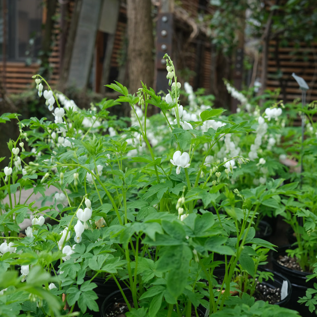 Dicentra spectabilis Alba Bleeding Heart