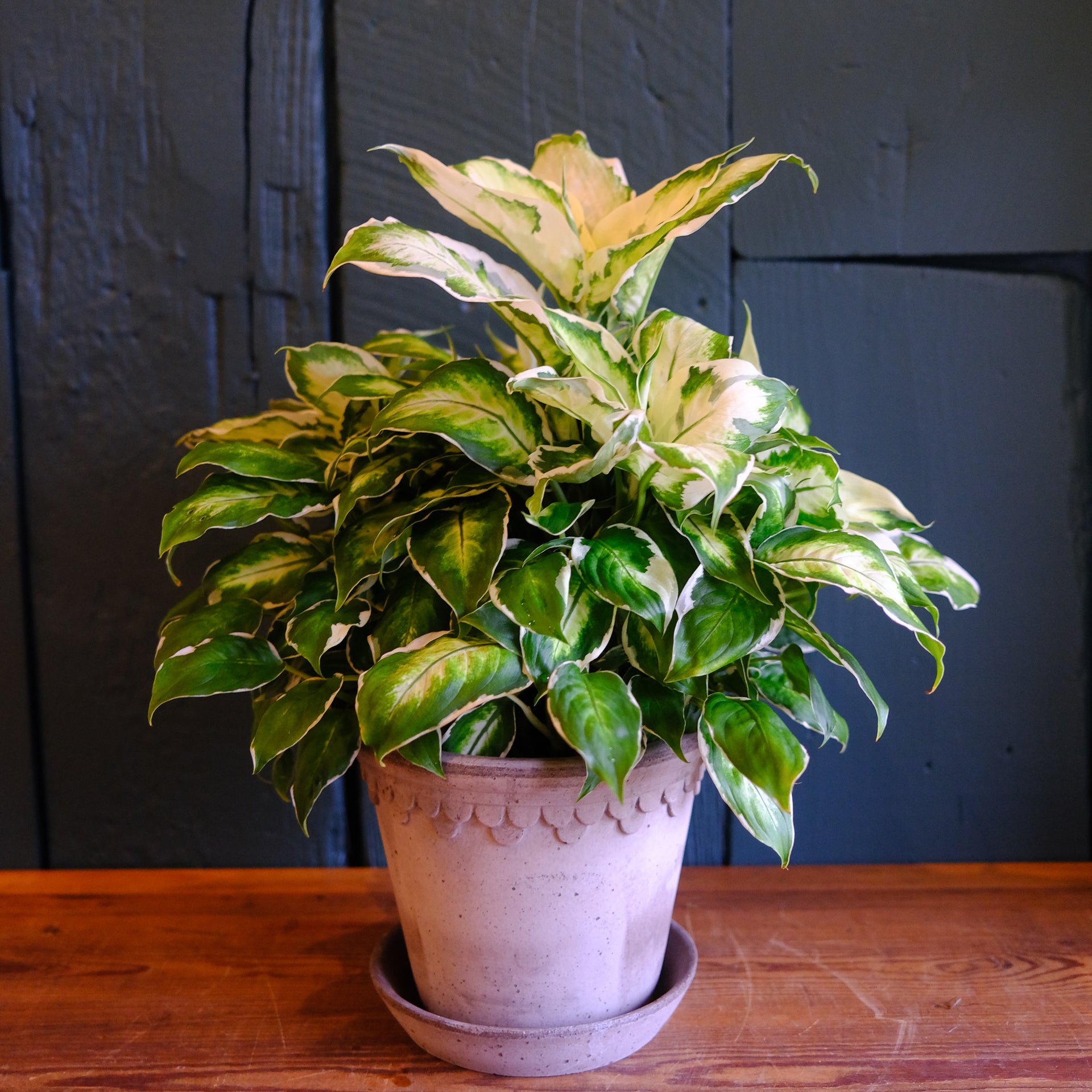 delray plants highly decorative dieffenbachia exotica in 6 in pot Dieffenbachia 'Cool Beauty' l Lexington, KY