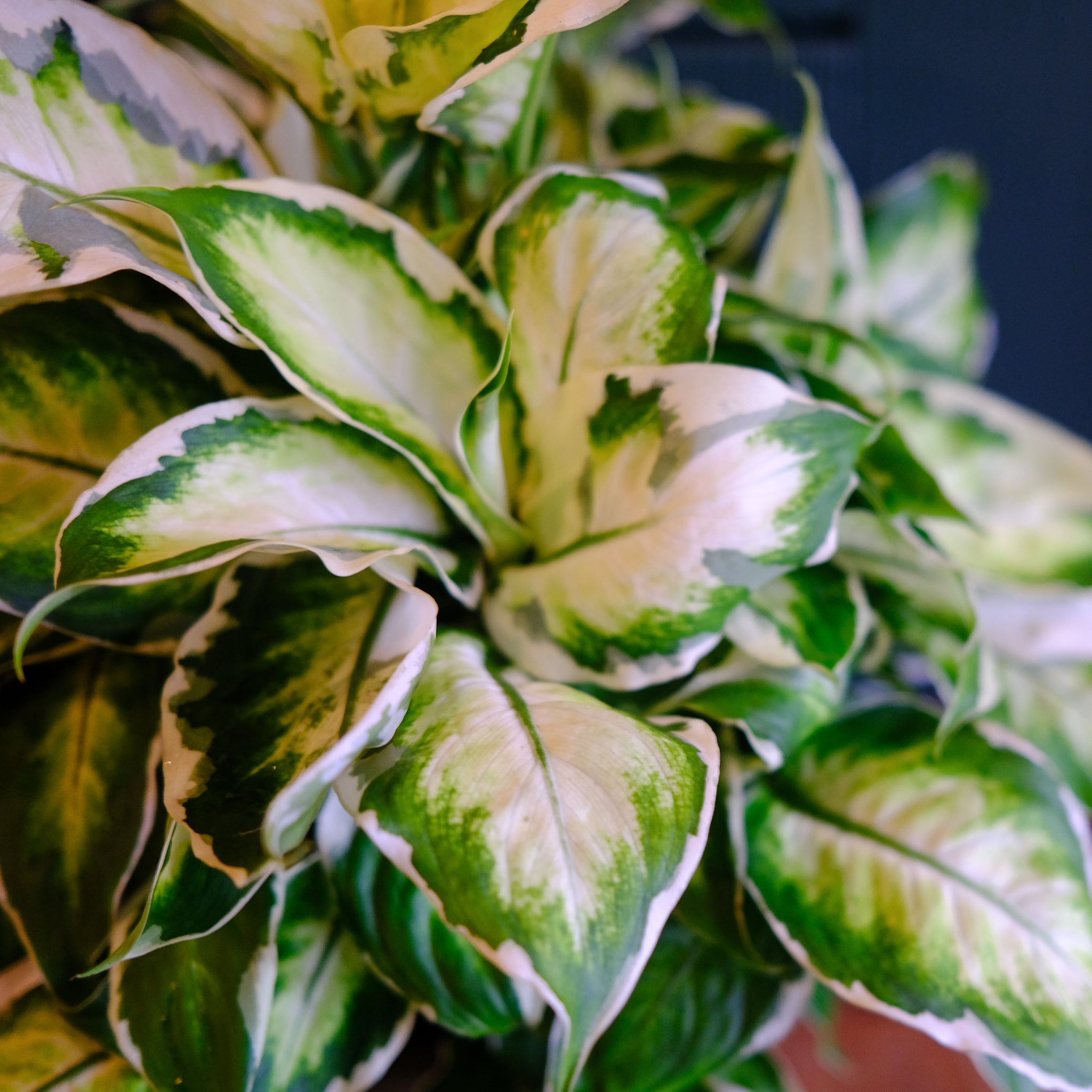 Dieffenbachia 'Cool Beauty' l Lexington, KY | Michler's Florist