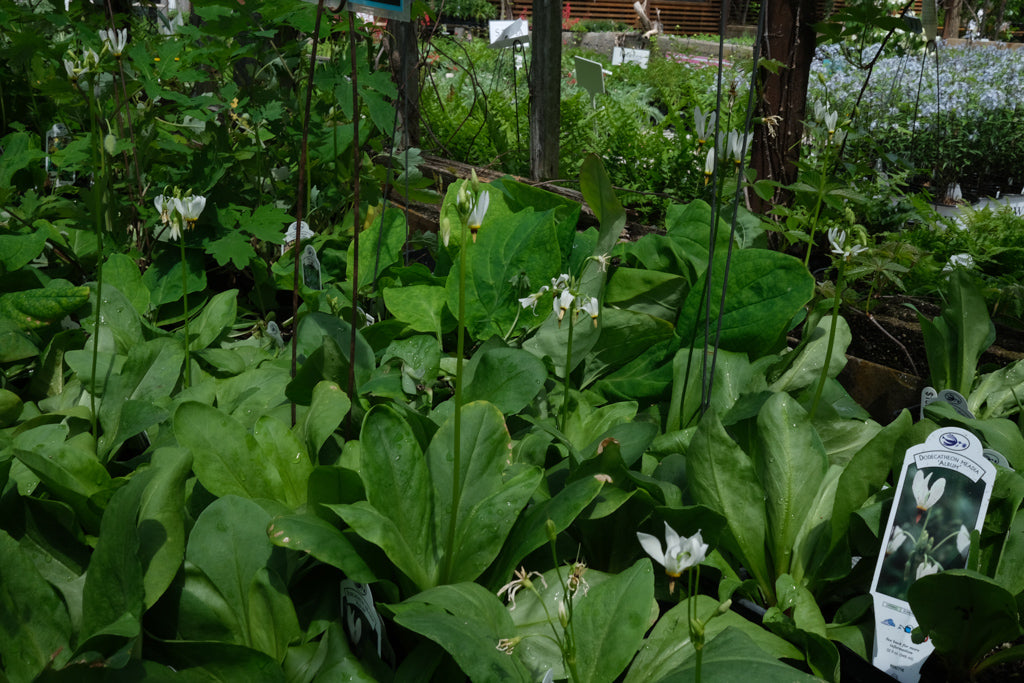 Dodecatheon meadia 'Album' (Shooting Star) | Perennial in