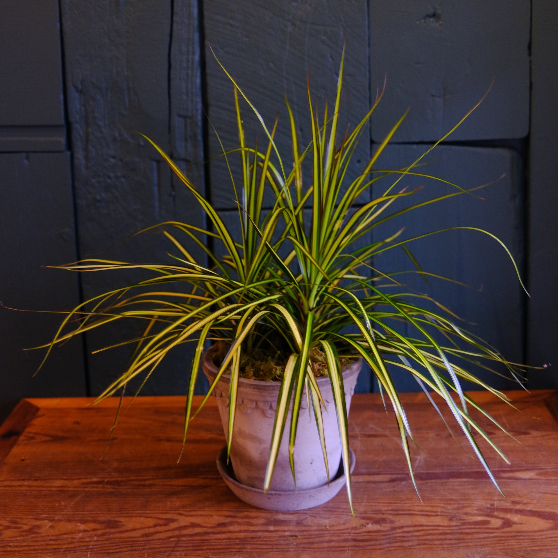 Dracaena marginata l Lexington, KY l Michler's Florist – Michler's Florist,  Greenhouses & Garden Design