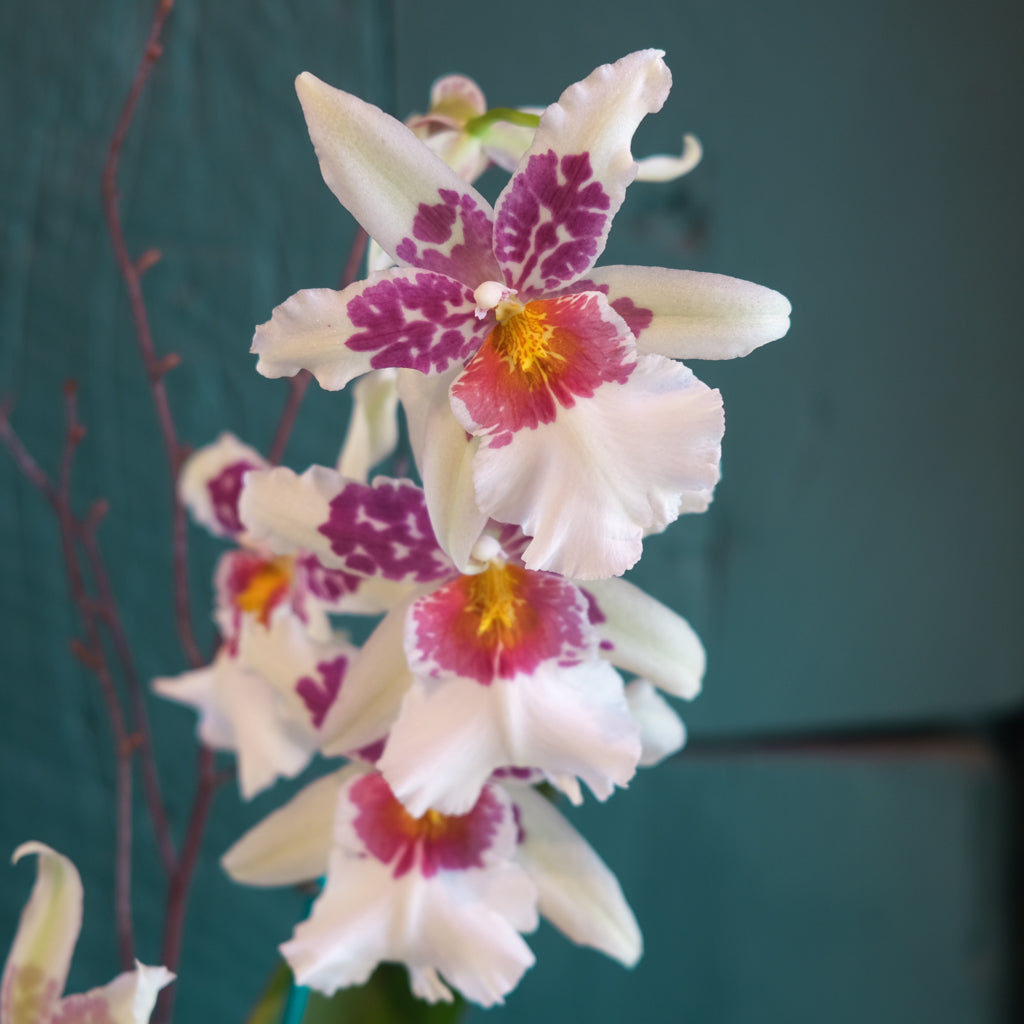 N*e様 【完売／希少】ORCHID BoConcept Exotic Orchid Plants | Lexington, KY | Michler's Florist