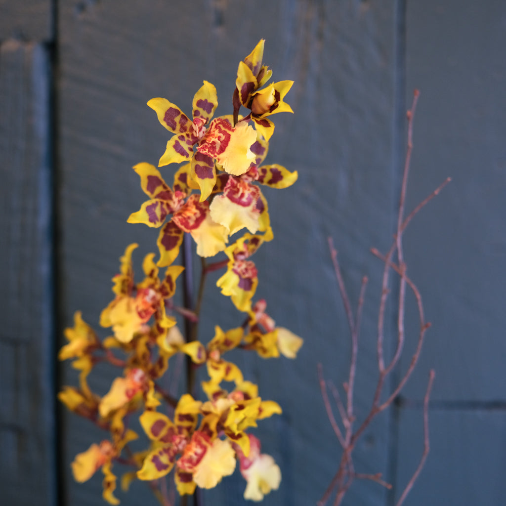 Exotic Orchid Plants | Lexington, KY | Michler's Florist