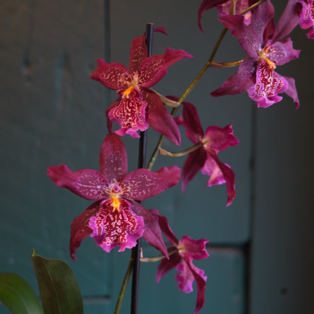 Exotic Orchid Plants | Lexington, KY | Michler's Florist