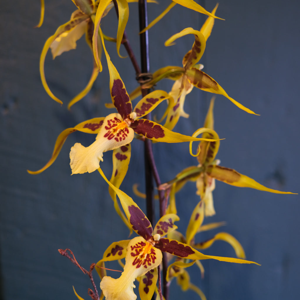 Exotic Orchid Plants | Lexington, KY | Michler's Florist