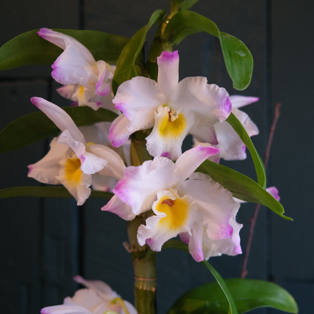 Exotic Orchid Plants | Lexington, KY | Michler's Florist