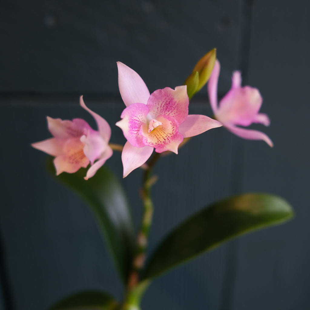 Exotic Orchid Plants | Lexington, KY | Michler's Florist