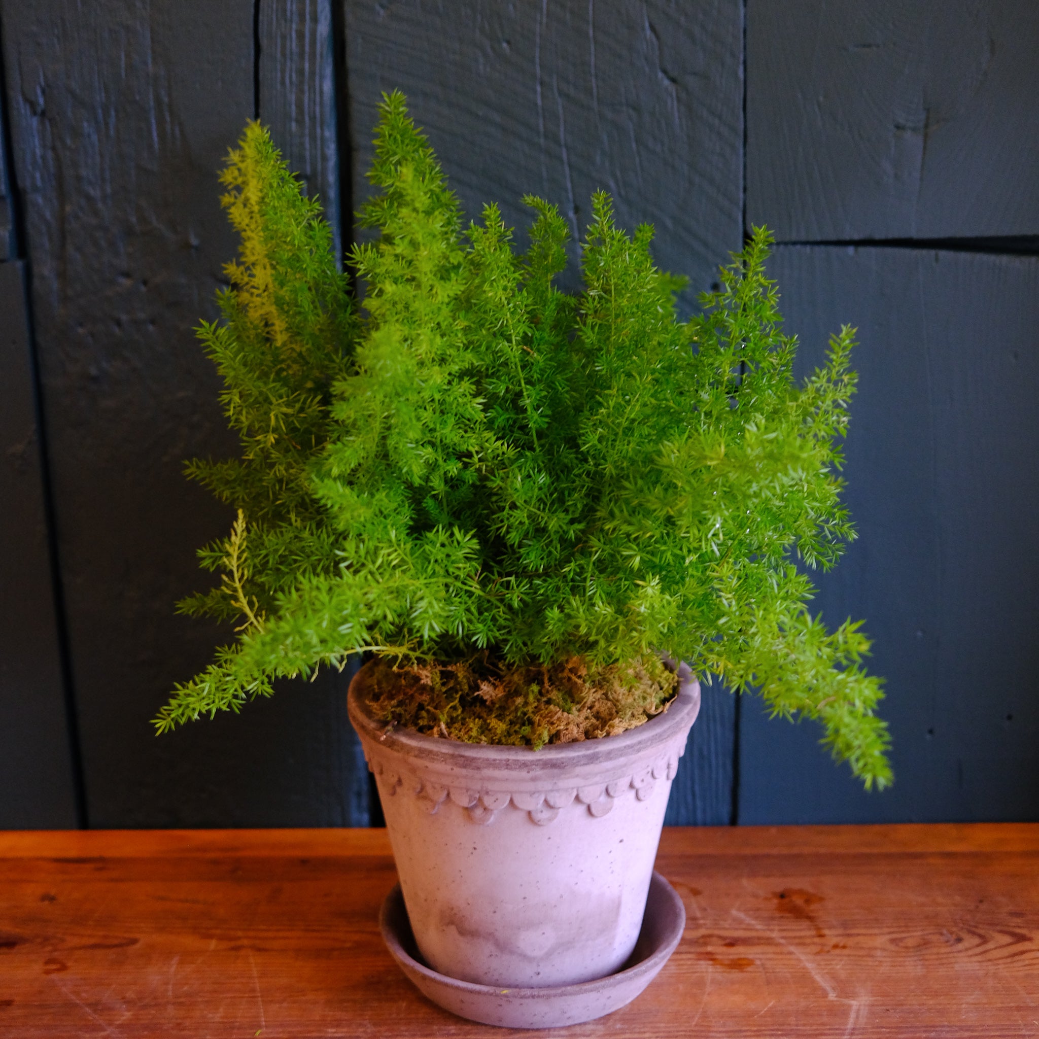 foxtail fern indoor plant Foxtail Fern l Lexington, KY