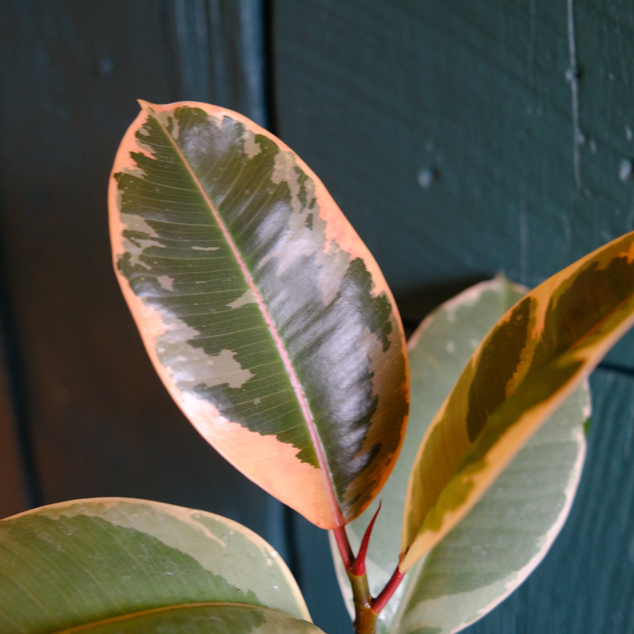 Michler's Ficus Tineke