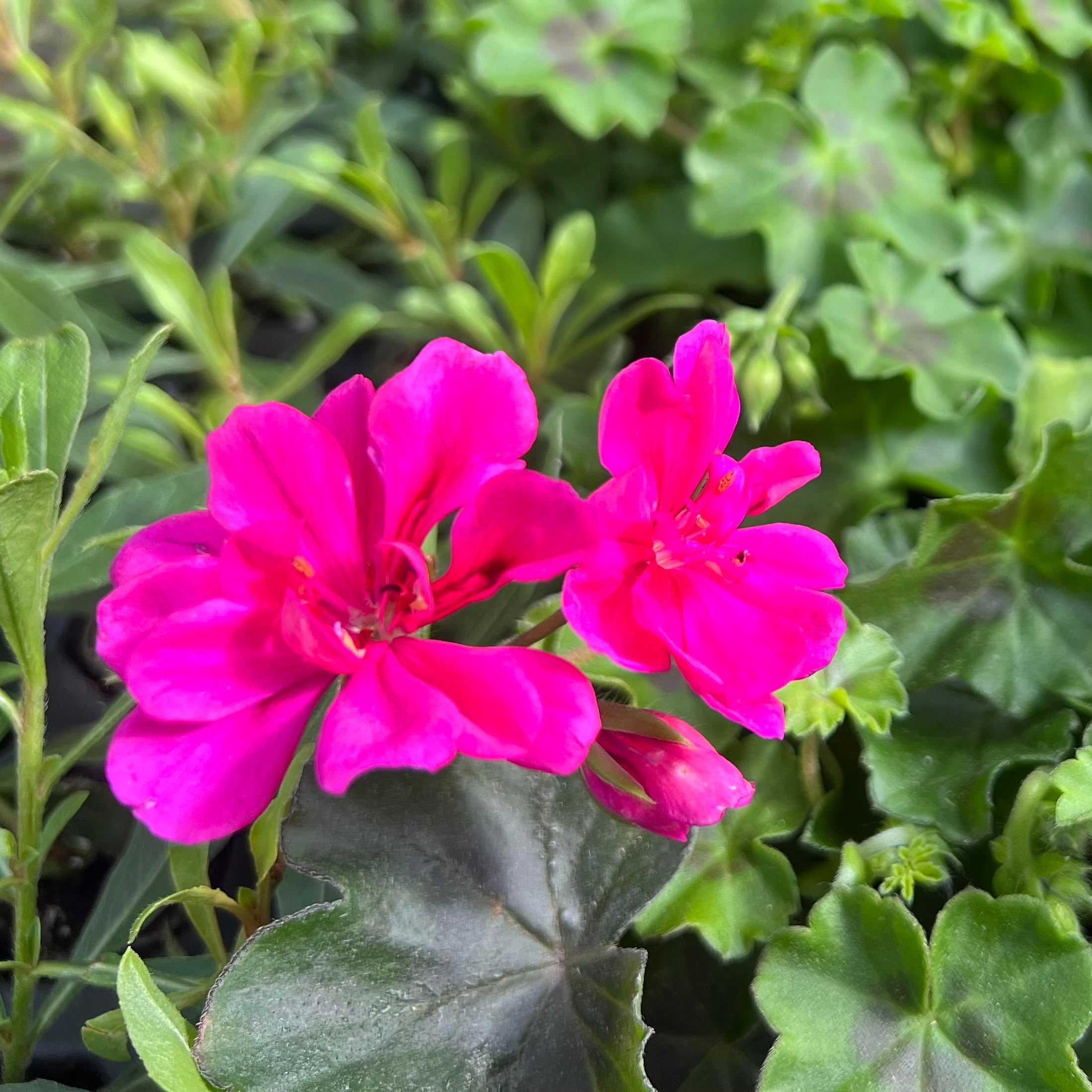 Geranium - Pelargonium 'Ivy League Deep Pink' (Geranium) | Annual