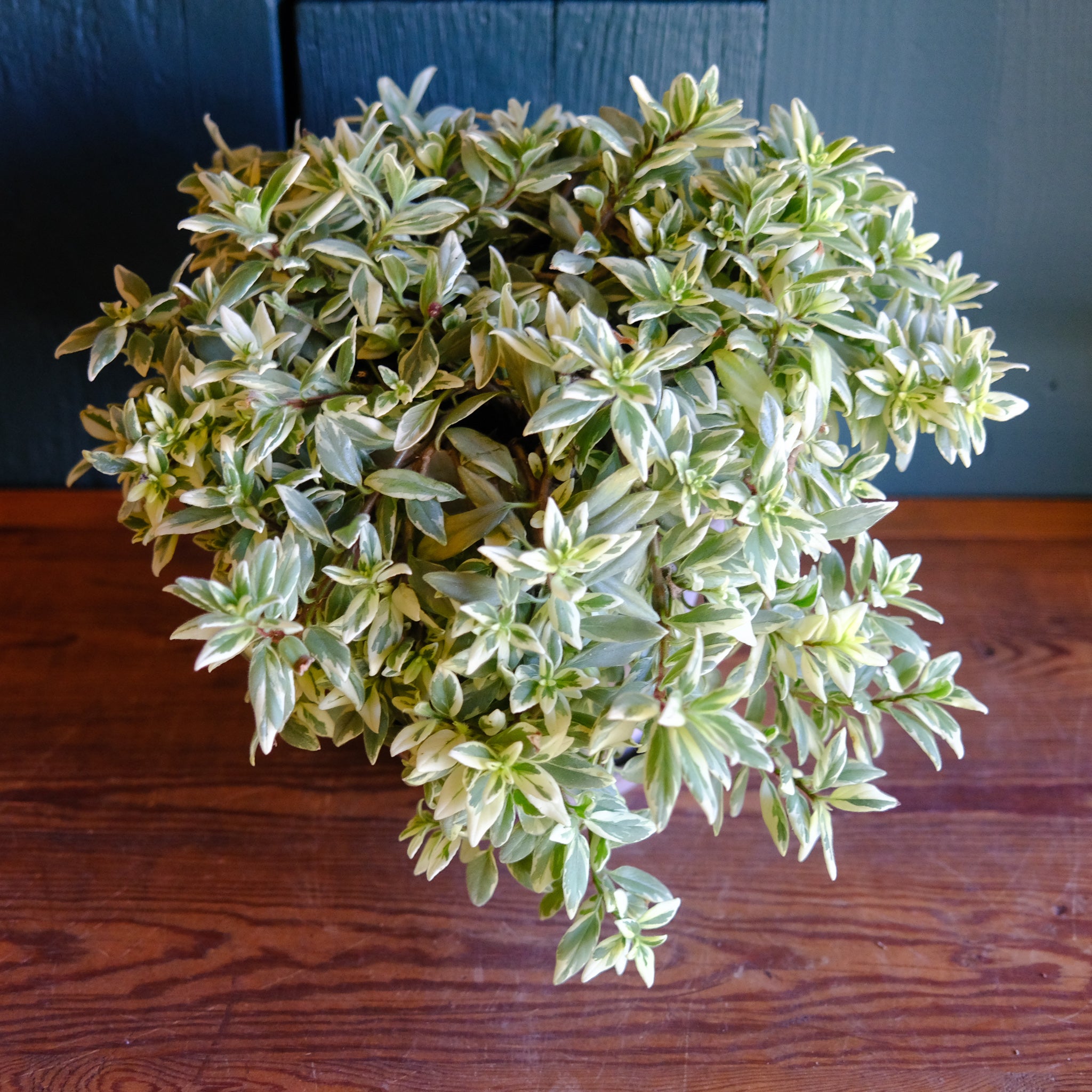 GoldfishPlantV2_LightPrince_20