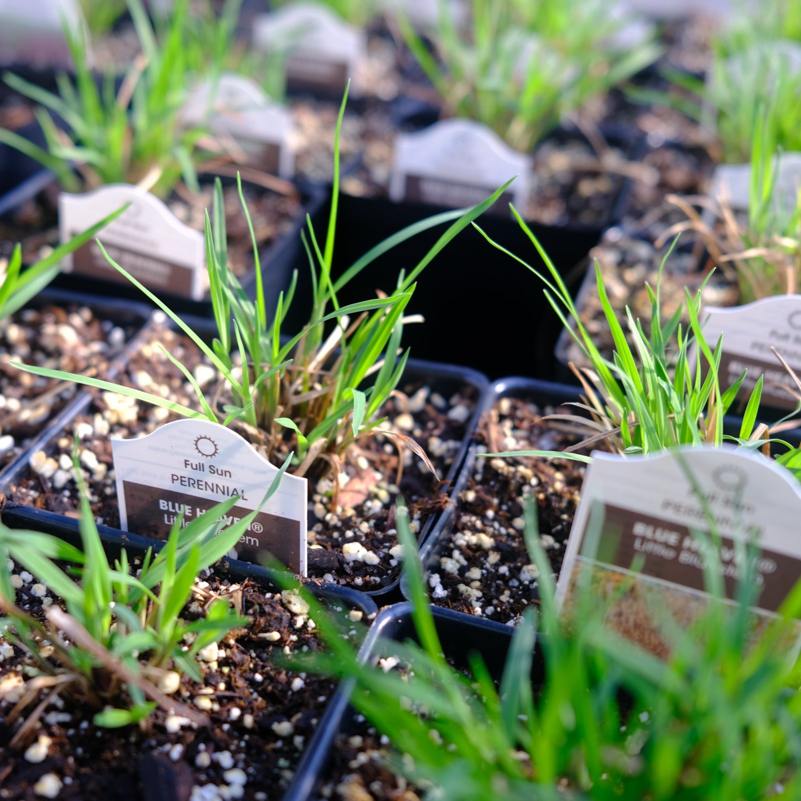 新品 blue herb LITTLETEMPO HOME IS WHERE Grass - Schizachyrium scoparium 'Blue Heaven' (Little