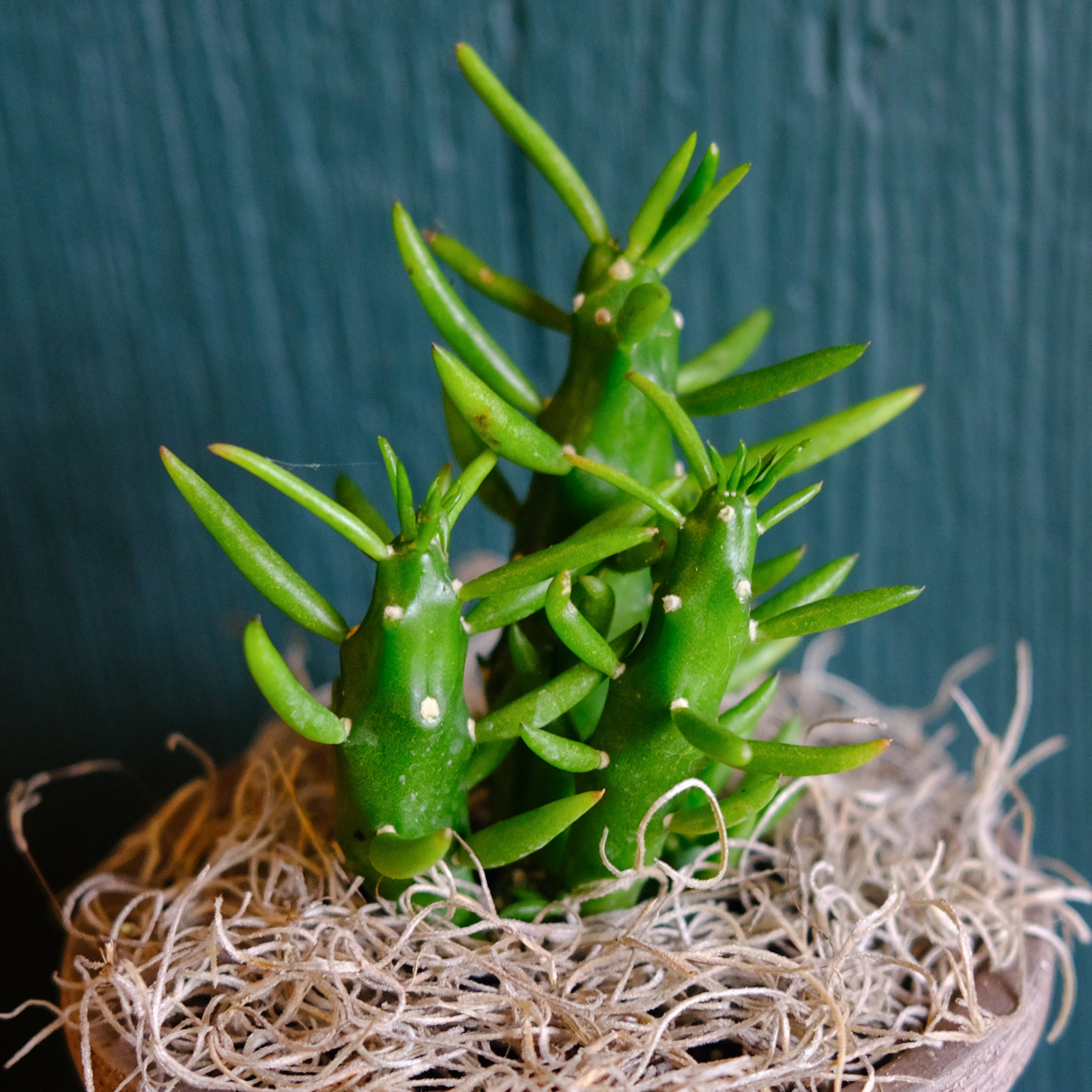 gumby succulent Gumby Cactus