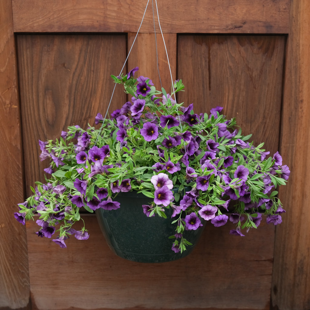 Hanging Basket l Michlers Florist l Lexington KY – Michler's