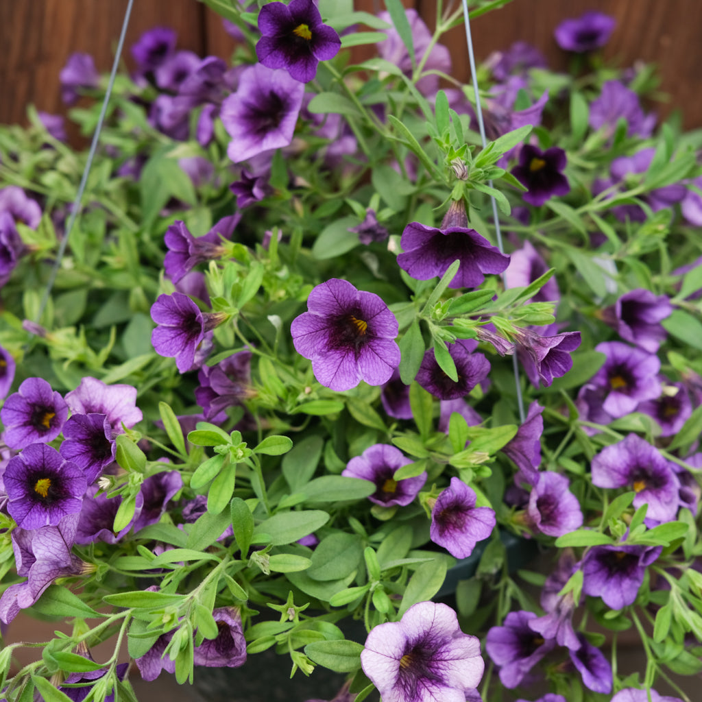 Hanging Basket l Michlers Florist l Lexington KY – Michler's