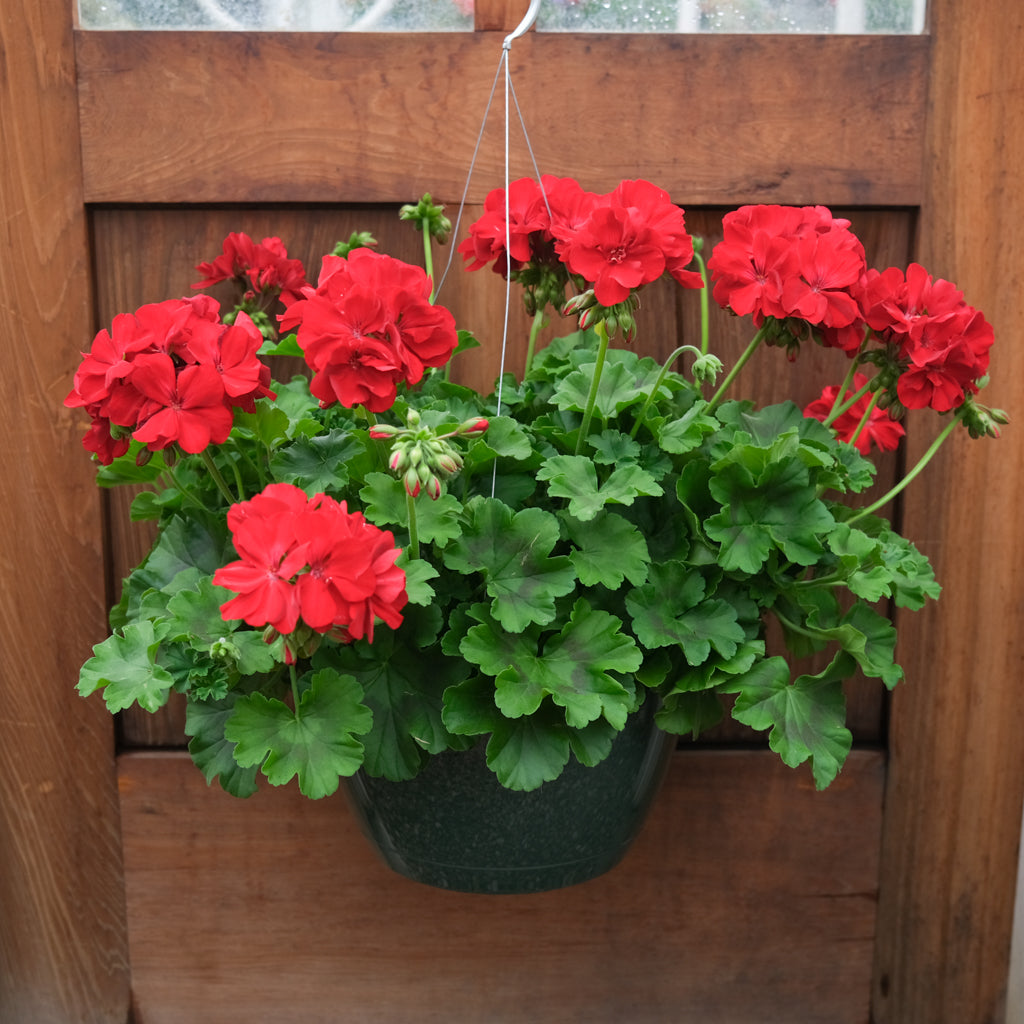Hanging Basket l Michlers Florist l Lexington KY – Michler's