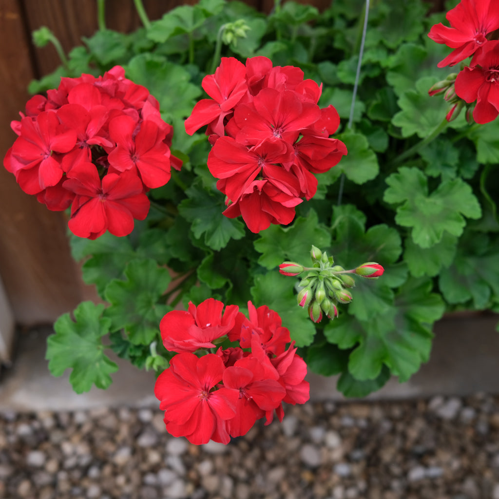 Hanging Basket l Michlers Florist l Lexington KY – Michler's