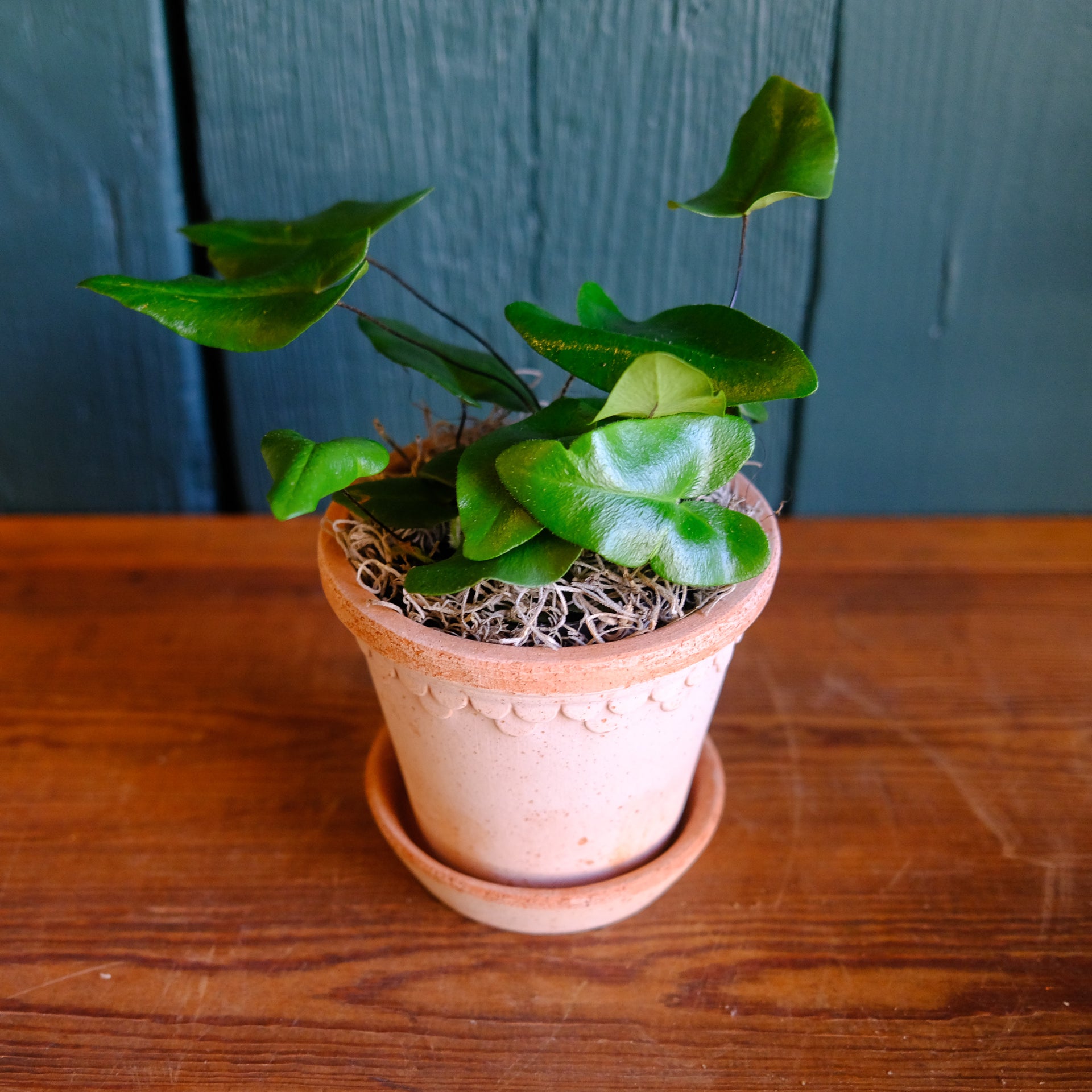 Heart Fern l Michler's Florist l Lexington KY – Michler's Florist,  Greenhouses & Garden Design