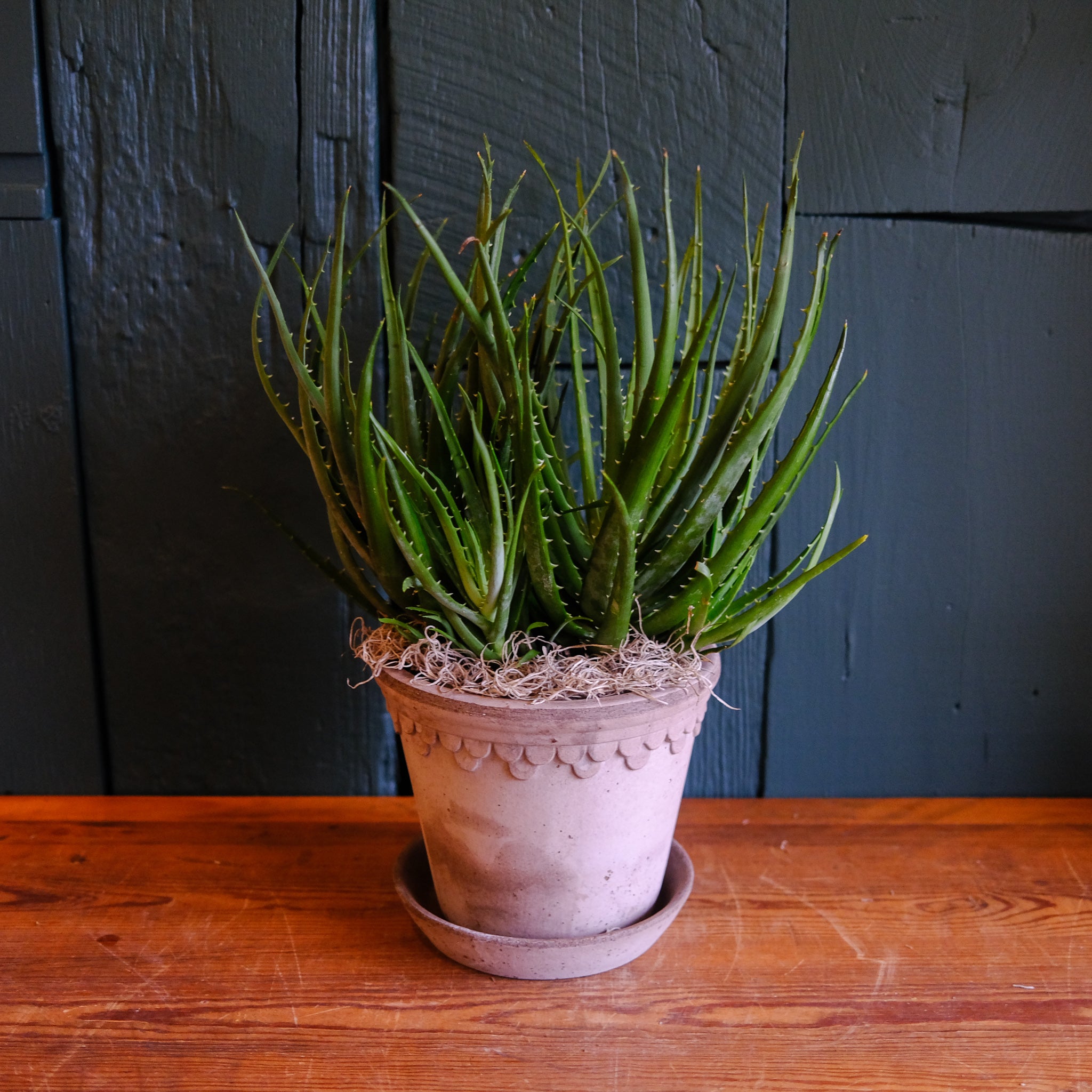 Hedgehog Aloe | Lexington, KY | Michler's Florist – Michler's
